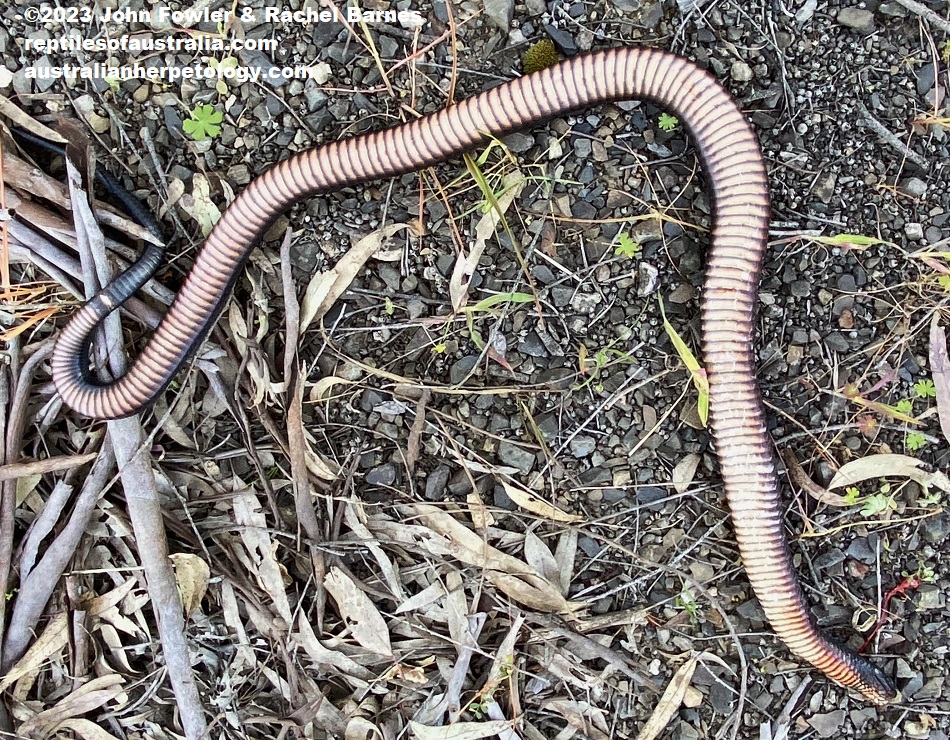 Underside of a recently roadkilled Red-bellied Black Snake (Pseudechis porphyriacus) photographed next to the road at Cromer, near Mt. Pleasant, South Australia. 